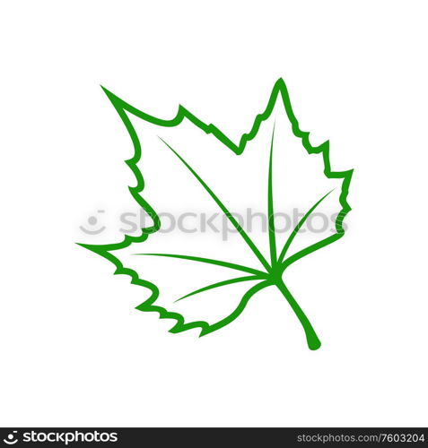 Green maple leaf isolated outline icon. Vector foliage of acer tree, symbol of spring. Acer or maple tree leaf isolated