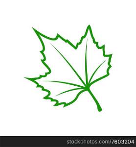 Green maple leaf isolated outline icon. Vector foliage of acer tree, symbol of spring. Acer or maple tree leaf isolated
