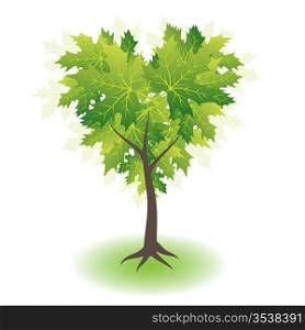 Green maple tree, heart shape