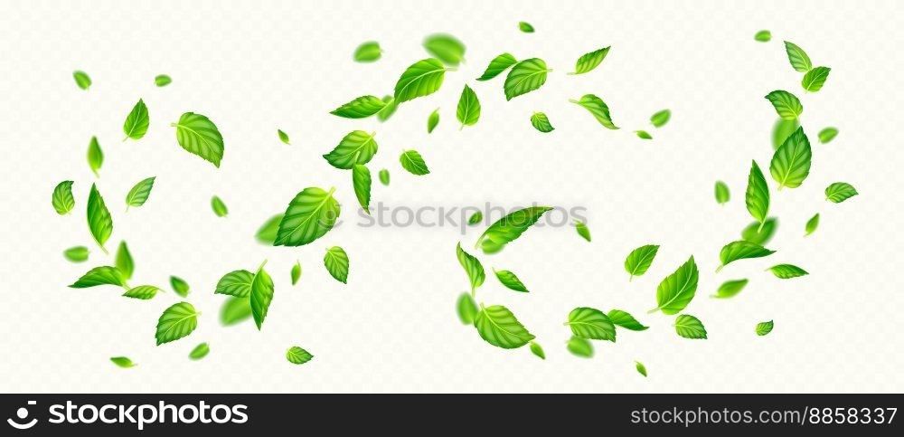 Green mint leaves falling and flying in air. Fresh summer or spring foliage of tea or peppermint, vortex of herbal leaves isolated on transparent background, vector realistic illustration. Green mint leaves falling and flying in air