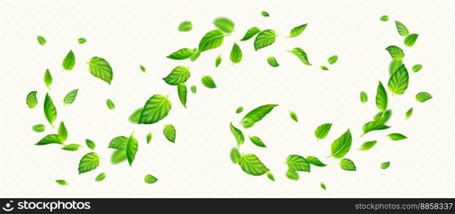 Green mint leaves falling and flying in air. Fresh summer or spring foliage of tea or peppermint, vortex of herbal leaves isolated on transparent background, vector realistic illustration. Green mint leaves falling and flying in air
