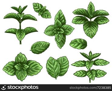Green mint leaves. Sketch peppermint herb, spearmint plant. Melissa menthol leaf vintage hand drawn vector botanical isolated set. Healthy aroma, herbal natural plant isolated on white background. Green mint leaves. Sketch peppermint herb, spearmint plant. Melissa menthol leaf vintage hand drawn vector botanical isolated set