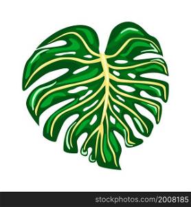 Green monstera plant leaves. Tropical palm leaf isolated on white background. Vector illustration. Green monstera plant leaves. Tropical palm leaf