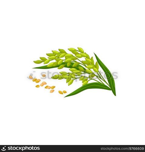 Green oat plant and seeds isolated organic cereals. Vector rye grains, cereal spices. Oat plant with seeds isolated vector cereal grains