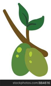 Green olive on branch, illustration, vector on white background.