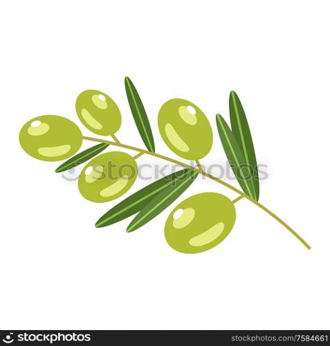 Green olives on a white background. Vector illustration