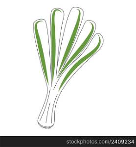 Green onion isolated vector illustration. Onion bunch hand drawn culinary ingredient. Organic healthy food icon. Green onion isolated vector illustration