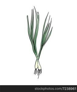 Green onion, vegetables on white background, vector illustration.. Green onion, vegetables on white background, vector illustration