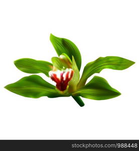 Green Orchid Flower Vector on white background. 3d ralistic Illustration.. Green Orchid Flower Vector on white