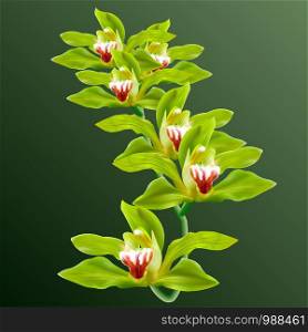 Green Orchid Flowers in branch Vector isolated on background. 3d ralistic Illustration for poster, card, invitation, commercial.. Green Orchid Flowers in branch Vector isolated
