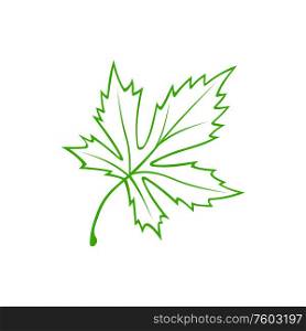 Green organic leaf isolated plant element. Vector Acer palmatum or Japanese maple. Acer or maple leaf isolated eco plant