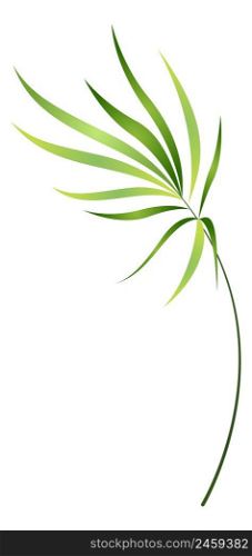 Green palm branch. Exotic tree frond leaves isolated on white background. Green palm branch. Exotic tree frond leaves