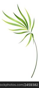 Green palm branch. Exotic tree frond leaves isolated on white background. Green palm branch. Exotic tree frond leaves