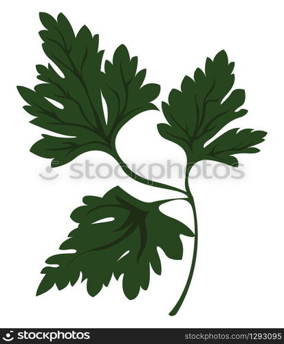 Green parsley, illustration, vector on white background.