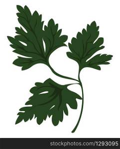 Green parsley, illustration, vector on white background.
