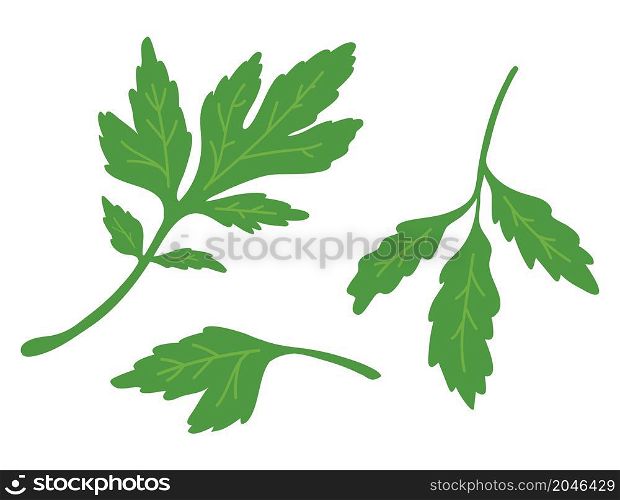 Green parsley leaves on white background. Health vector illustration.