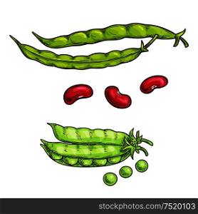 Green pea and bean vegetable sketch icons. Isolated open pea pod. Vegetarian fresh food product sign for sticker, grocery shop, farm store element. Green pea pod and beans sketch icons