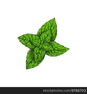 Green peppermint sketch isolated culinary herb. Vector hybrid mint, cross of watermint and spearmint. Fresh peppermint tea ingredient, hand drawn kitchen spice, flavoring organic evergreen plant. Peppermint sketch, watermint and spearmint herb