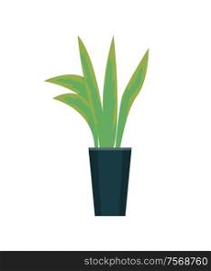 Green plant growing in pot vector isolated icon. Leaves of evergreen botanical decorative leaves grown in black vase, decor element for modern design. Green Plant Growing in Pot Vector Isolated Icon