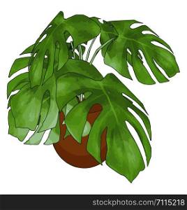 Green plants in pot, illustration, vector on white background.