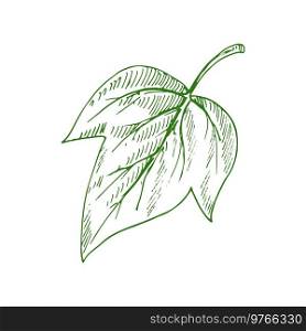 Green poplar leaf isolated sketch. Vector autumn or summer foliage, sycamore leafage. Leaf of sycamore isolated poplar leafage sketch