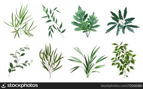 Green realistic herbs. Eucalyptus, fern plant, greenery foliage plants, botanical natural leaves herbs isolated vector illustration set. Plant tropical, botanical and natural fern. Green realistic herbs. Eucalyptus, fern plant, greenery foliage plants, botanical natural leaves herbs isolated vector illustration set