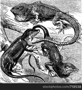 Green, red-throated and crested Anolis lizards vintage engraving. Old engraved illustration of the three species of the 1100 of different anolis (anolius)