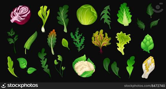 Green salad. Fresh organic food from farm, leafy vegetables and herbs. Vector isolated set green fresh vegetable leaves. Green salad. Fresh organic food from farm, leafy vegetables and herbs. Vector isolated set