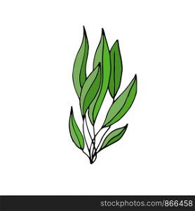 Green Seaweed illustration. Vector plant icon. Green Seaweed illustration. Vector plant icon.