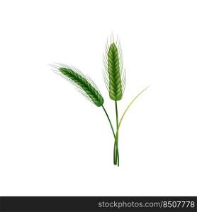 Green spikelets of wheat with grains,ears and stalks.Realistic illustration of seed plants,organic farming farming.Healthy lifestyle element.