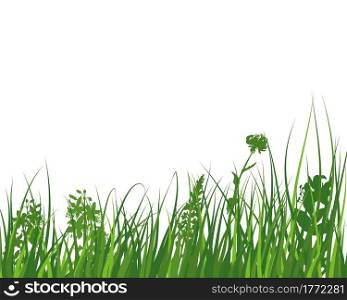 Green spring meadow grass. Fresh color plants, seasonal growth grass, separated botanical elements, herbs. Natural lawn bushes, floral border. Vector Illustration.