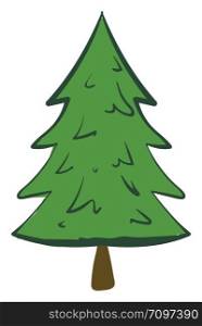 Green spruce, illustration, vector on white background.