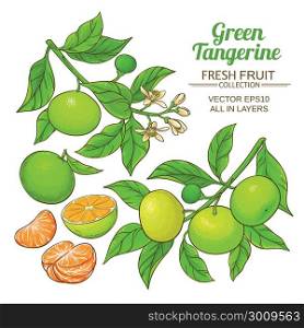 green tangerine vector. green tangerine branches vector on white background