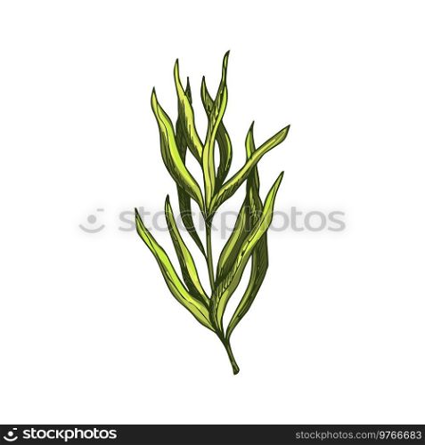 Green tarragon isolated estragon seasoning plant. Vector food condiment, kitchen herb. Estragon or tarragon green culinary herb isolated