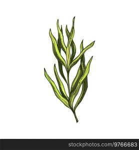Green tarragon isolated estragon seasoning plant. Vector food condiment, kitchen herb. Estragon or tarragon green culinary herb isolated