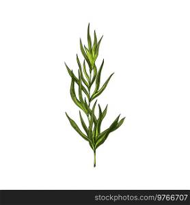 Green tarragon isolated estragon seasoning plant. Vector green cooking herb, food condiment, kitchen, culinary or medical greens. Artemisia dracunculus, essential perennial aromantic leaves on stem. Estragon or tarragon green culinary herb isolated