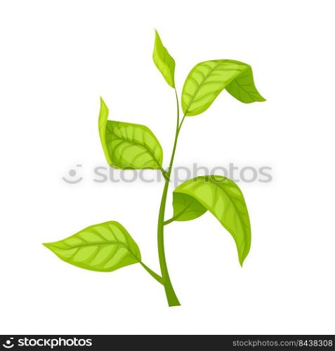 green tea leaf cartoon. fresh leaves, herb branch, nature organic drink green tea leaf vector illustration. green tea leaf cartoon vector illustration