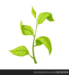 green tea leaf cartoon. fresh leaves, herb branch, nature organic drink green tea leaf vector illustration. green tea leaf cartoon vector illustration