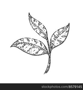 green tea leaf hand drawn vector. fresh leaves, herb branch, nature organic drink green tea leaf sketch. isolated black illustration. green tea leaf sketch hand drawn vector