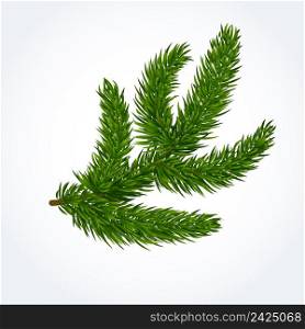 Green tree branch. Evergreen, thorny, twig, decoration. Forest concept. Can be used for greeting cards, posters, leaflets and brochure