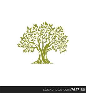 Green tree with leaves isolated icon. Vector European olive botanical organic plant emblem. Mediterranean tree with olives, extra virgin oil ingredients, greek or italian botanical object. Olive tree with broad trunk, branches with leaves