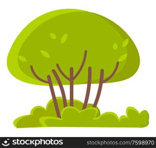 Green trees or bushes and grass isolated spring or summer growing plants. Vector flat cartoon greenery on white, tall trunk, thin branches and foliage. Green Trees or Bushes, Grass Isolated Spring Plants