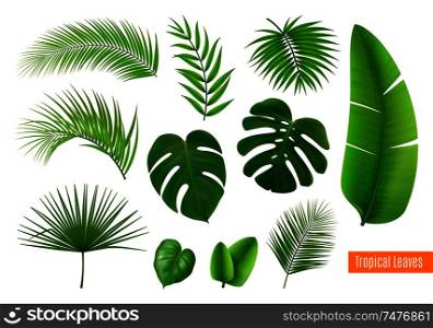 Green tropical leaves of different shape realistic set isolated on white background vector illustration