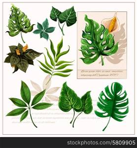 Green tropical leaves pictograms set. Exotic tropical rainforest plants opulent green leaves pictograms collection with watercolor sketch icon abstract isolated vector illustration