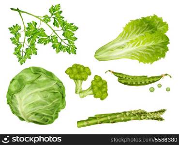 Green vegetable organic food set with cabbage parsley peas lettuce isolated vector illustration