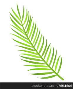 Greenery branch of palm tree isolated icon vector. Subtropical decoration, leaves botanical flora of exotic places. Flat style creative herbal decor. Palm Tree Foliage, Exotic Decoration, Tropics