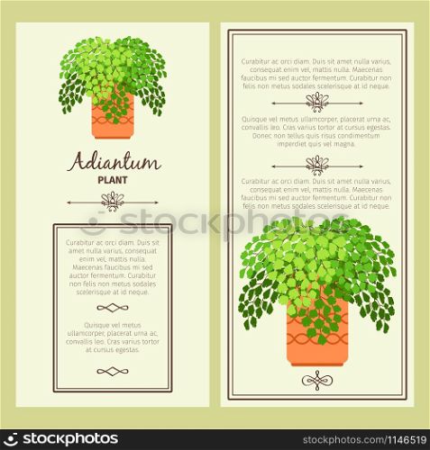 Greeting card with adiantum decorative plant, square frame. Vector illustration. Greeting card with adiantum plant