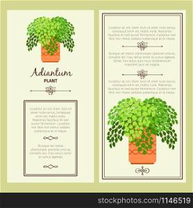 Greeting card with adiantum decorative plant, square frame. Vector illustration. Greeting card with adiantum plant