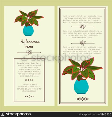 Greeting card with aglaonema decorative plant, square frame. Vector illustration. Greeting card with aglaonema plant