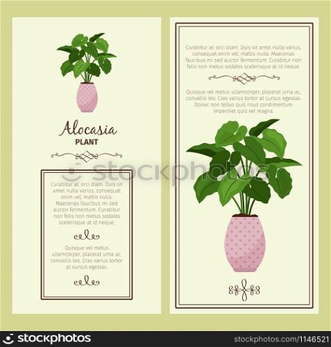 Greeting card with alocasia decorative plant, square frame. Vector illustration. Greeting card with alocasia planton